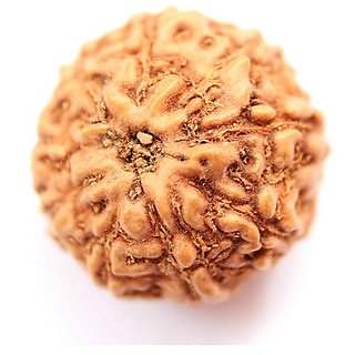 CEYLONMINE natural 9 mukhi/ face rudraksha beads original certified beads ( shiv shakti ) CEYLONMINE natural 9 mukhi/ face rudraksha beads original certified beads ( shiv shakti )