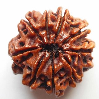                       Ceylonmine Rudraksha Beads Natural 9 Mukhi Rudraksha Shiv Shakti                                              