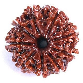 CEYLONMINE nine face rudraksha beads original certified shiv beads rudr for women men CEYLONMINE nine face rudraksha beads original certified shiv beads rudr for women men
