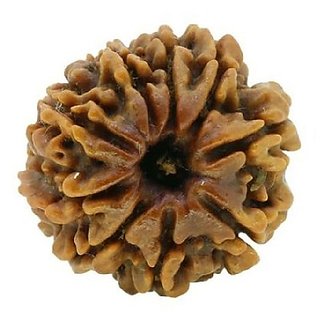                       CEYLONMINE 9 face rudraksha bead original  natural moksha shiv beads for unisex                                              
