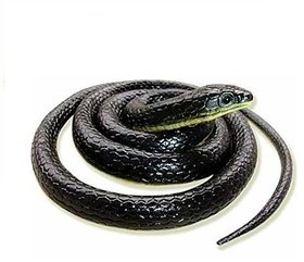 SHRIBOSSJI RUBBER SNAKE REALISTIC FAKE SNAKE PRANK TOY GAG TOY SNAKE GAG TOY FOR KIDS (MULTI COLOR)