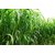Napier Grass Seeds - 10 Per Packet