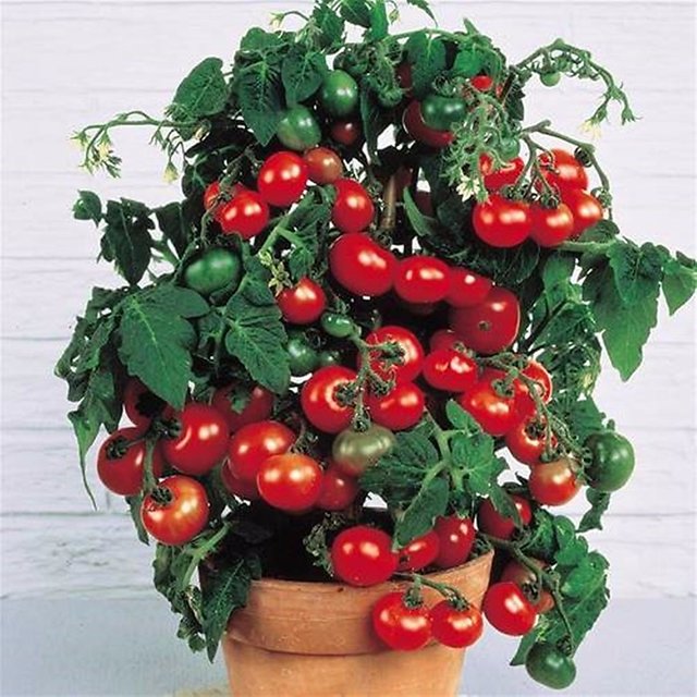 Ca_ 50Pcs Tomato Seeds Garden Nutritious Vegetable Fruit Bonsai Balcony Plant Be