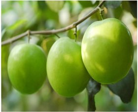 Plant House Live Desi Ber/Beri Sweet Fruit Plant With Pot - Healthy Plant