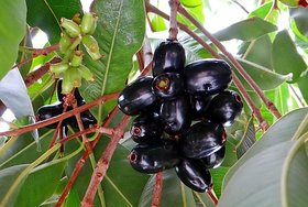 Plant House Live Bhado Fruit Plant With Pot