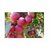 Plant House Live Red Apple Ber Fruit Plant With Pot - Healthy Plant