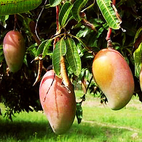 Plant House Live Totapuri Mango/Aam Fruit Plant With Pot - Healthy Fruit Plant
