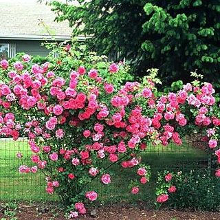 Buy Plant House Live Beautiful Climbing Rose/Gulab Iceberg ...