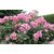 Plant House Live Pink Rose/Gulab Beautiful Flower Plant With Pot