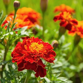 Plant House Live Red Marigold/Genda Decorative Flower Plant With Pot