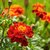 Plant House Live Red Marigold/Genda Decorative Flower Plant With Pot