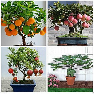 Bonsai Fruit 40 Piece Seeds Combo Orange Pomegranate Apple Papaya Seeds Pack
