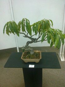 Plant House Live Alphanso Mango/Aam 2 Years Old Bonsai With Bonsai Pot