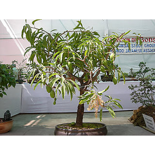 Buy Plant House Live Dasheri Mango Aam 1 Year Old Bonsai With Bonsai Pot Online Get 58 Off