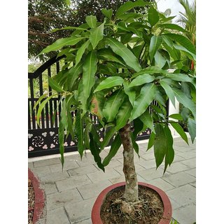 Buy Plant House Live Baramasi Mango Aam Year Old Bonsai With Bonsai Pot Online 1899 From Shopclues