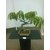 Plant House Live Alphanso Mango/Aam 2 Years Old Bonsai With Bonsai Pot