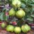Seeds-Bonsai Thai Guava Tree , Psidium Guajava Indoor And Outdoor (Pack of 20 Seeds)