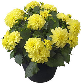 Plant House Live Yellow Dahlia Beautiful Flower Plant With Pot  - Decorative Flower Plant