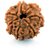 7 Mukhi (Face) Rudraksha Nepali with Certificate of quality