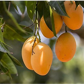 Pack of 1 Plastic Plant House Amrapali Mango/Aam Fruit With Pot