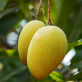 Plant House Live Mallika Mango/Aam Dwarf Grafted Fruit Healthy Plant