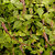Plant House Apamarg/Prickly Chaff Flower/Latjeera - Jad/Seeds 100gm