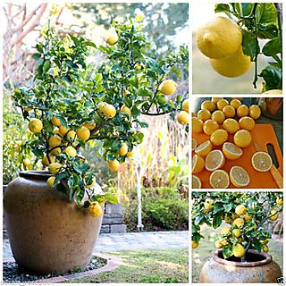 15Pcs Rare Lemon Tree Seed Indoor Outdoor Heirloom Fruit Plant Seeds Home Garden + LOWEST PRICE GURANTEED