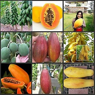 Combo Papaya 4 Varieties 5 Seeds Each Round,Dwarf,Golden,Red Good Seed +LOWEST PRICE GURANTEED