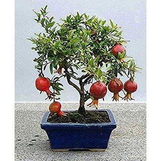 Seeds-Bonsai Pomegranate Very Sweet Delicious Fruit (Pack of 20 Seeds)+LOWEST PRICE