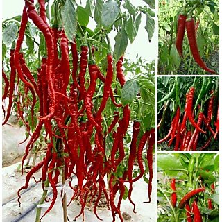 Seeds-Long Red Chili BONSAI Tree Pepper Organic Plant 30 SEEDS Length Gardentree (PACK OF 30 SEEDS)+LOWEST PRICE