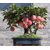 Seeds - Bonsai Mini Apple Bonsai Tree Home Grow Exotic Multicolor Plant (pack of 10 seeds)