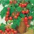 Seeds-Total 20 ,Beautiful Cherry Tomato Bonsai Tree