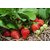 Plant House  Live Red Sweet Strawberry Healthy Fruit Plant With Pot