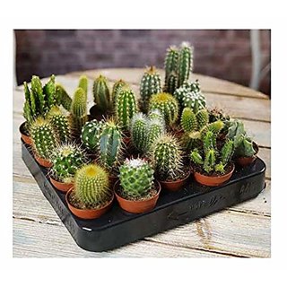 plant house livecactus succulent mix bunch of 8 mix cactus succulent decorative plants with pot