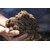 Vermi Compost - 250gm Best Quality Vermicompost.