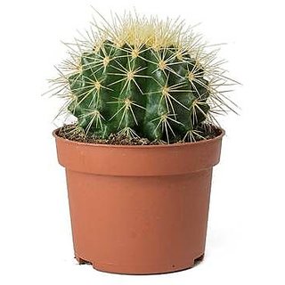 Buy Plant House Live Round Barrel Cactus Plant With Pot Online Get 78 Off