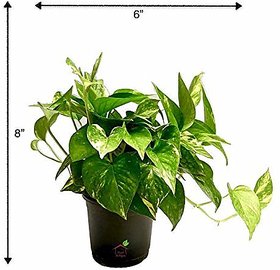 Live 1 Money Plant -Lucky -Air Purifier -Good Luck - Balcony Plant - Pack In 1 Pot