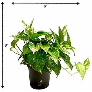                       Live 1 Money Plant -Lucky -Air Purifier -Good Luck - Balcony Plant - Pack In 1 Pot                                              