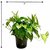 Live 1 Money Plant -Lucky -Air Purifier -Good Luck - Balcony Plant - Pack In 1 Pot