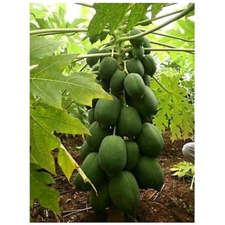 10 Seeds Thailand Bonsai Dwarf Papaya Seeds