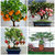 Bonsai Fruit 20 Piece Seed Combo  Orange Pomegranate Apple Papaya Seeds Pack