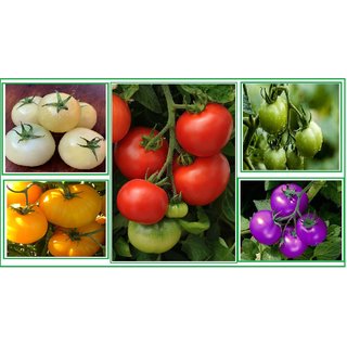 TOMATO SEEDS IMPORTED MIX VARIETY (PURPLE,RED ,YELLOW ,GREEN,WHITE) PACK OF 30 SEEDS