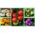 TOMATO SEEDS IMPORTED MIX VARIETY (PURPLE,RED ,YELLOW ,GREEN,WHITE) PACK OF 30 SEEDS