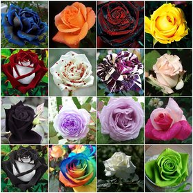 Primrose Gardens rare Imported Mixed Hybrid Rose Seeds 25 seeds pack