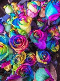 Rainbow rose seeds