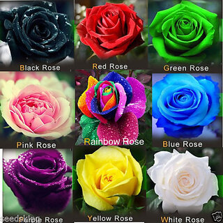 ROSE flower 9 DIFFERENT COLOURS 5 SEEDS EACH (45 seeds)