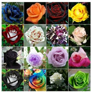 japanese mixed red rose 20 seeds