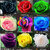 ROSE flower 9 DIFFERENT COLOURS 5 SEEDS EACH (45 seeds)