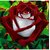 multicolor bonsai rose seeds 10 per packet