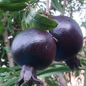 Dwarf Rare Black Giant Pomegranate Bonsai (Australian variety)  Seeds imported  (Pack of 10 Seeds)